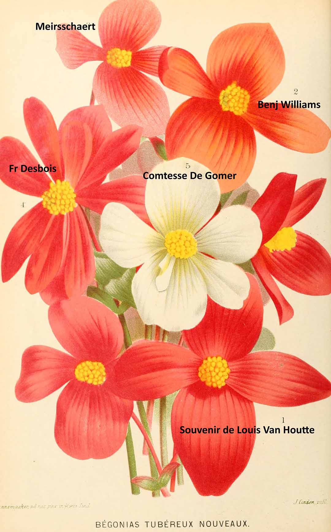 B. ‘Benjamin Williams’